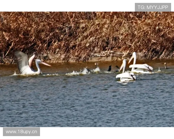 探秘鹈鹕生态与湿地多样奇观录